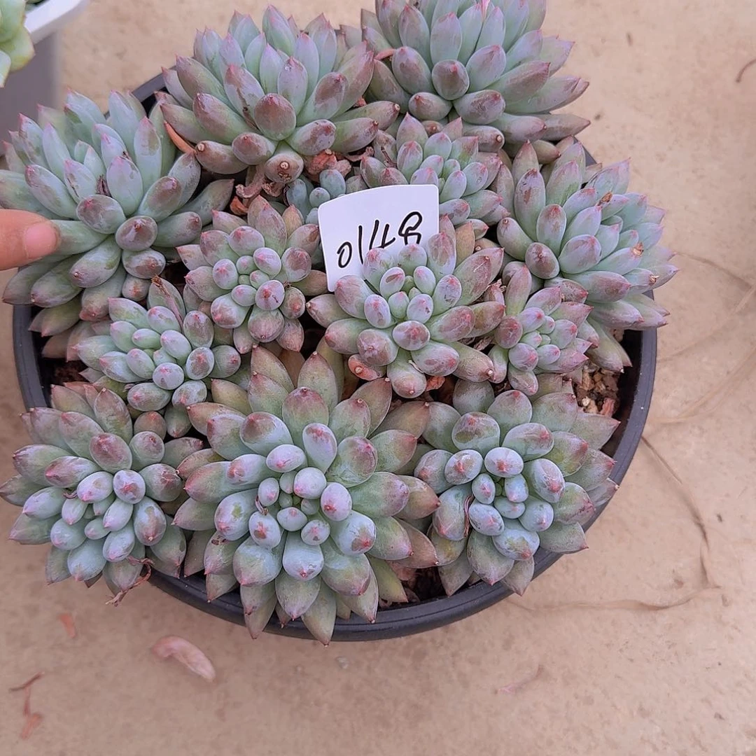 ****٭0148所罗门多肉植物