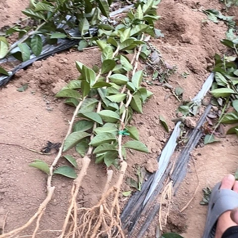 3棵一米高好苗一棵一米差苗