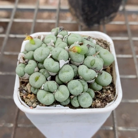 小饼肉锥群5仙人球