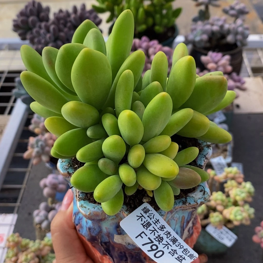 芒果奶酪790/10cm多肉