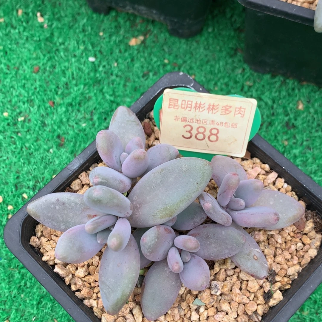 企鹅无砍开播福利388