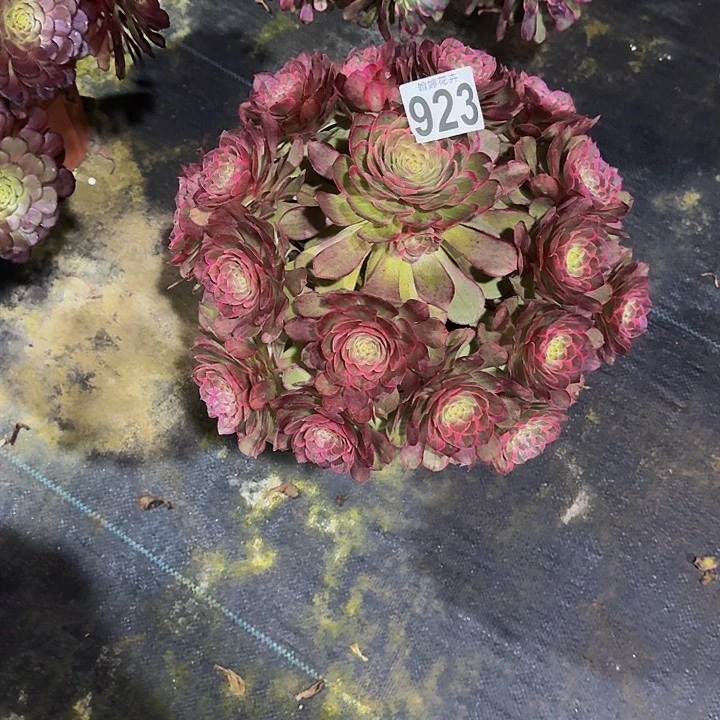 000000000000923莲花座