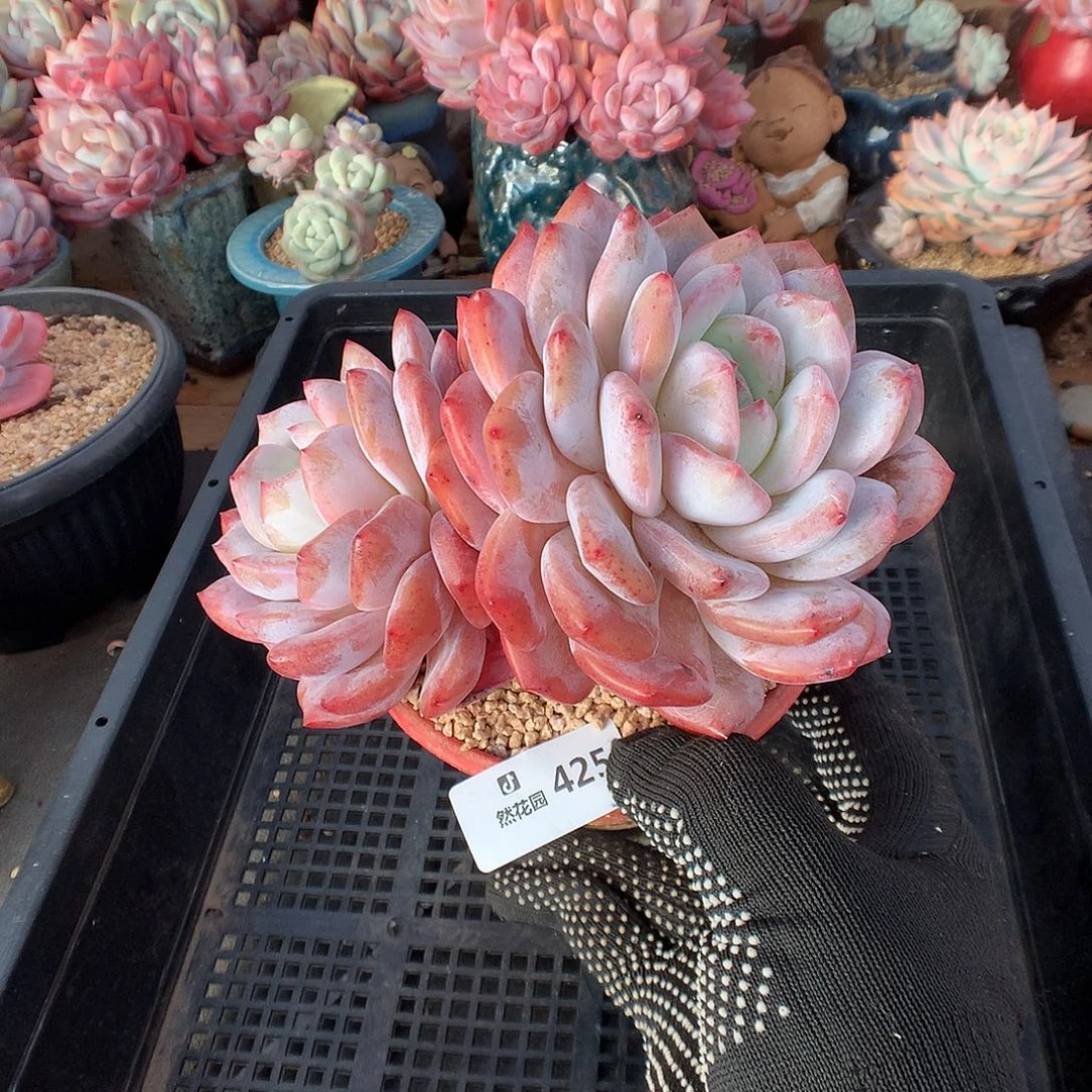 425蒙克多肉植物6666