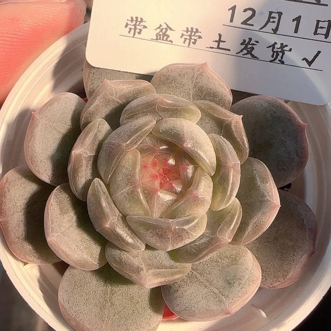 多肉1201-163白恋