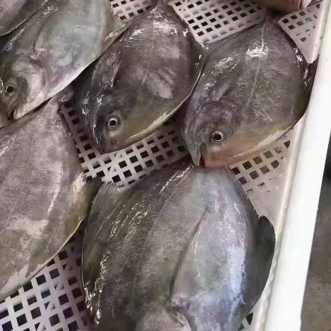 辽宁海钓黑鲳鱼3斤海捕 顺丰包邮