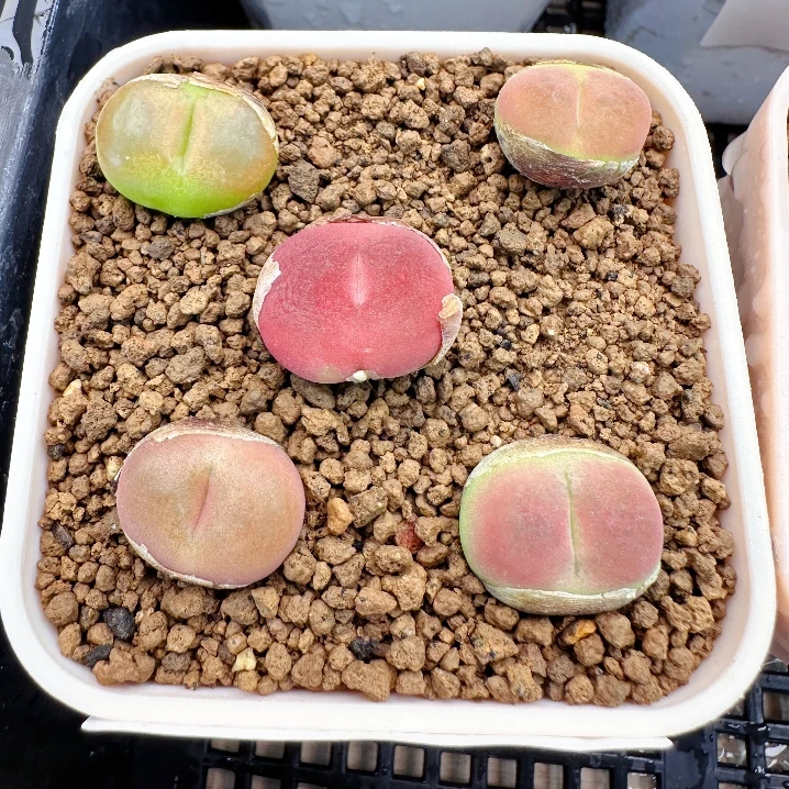 7多肉植物肉锥趴趴熊一颗