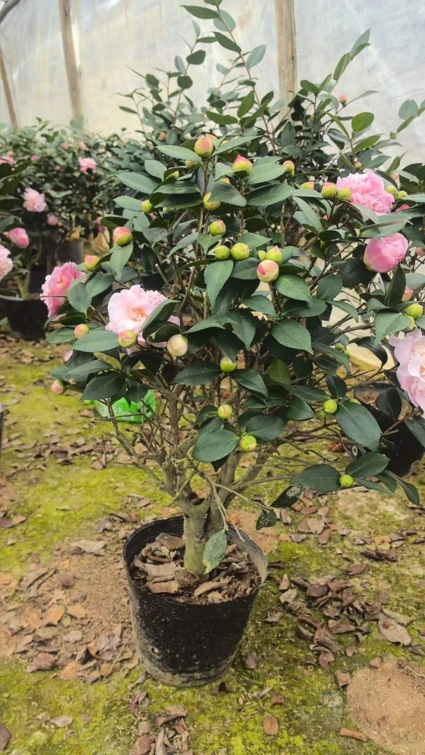品种茶花香妃茶花红色茶花一物一拍