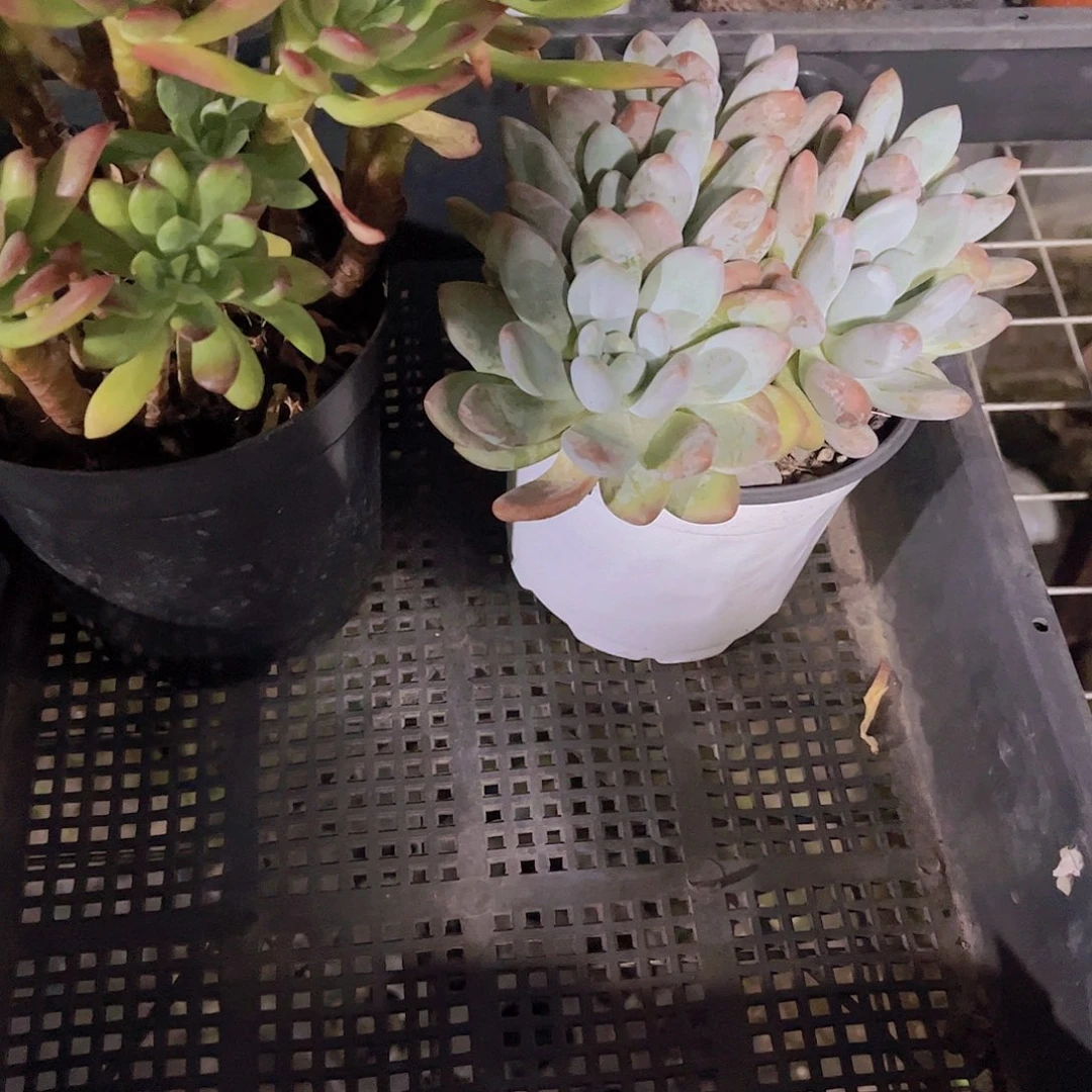 多肉660多肉植物，