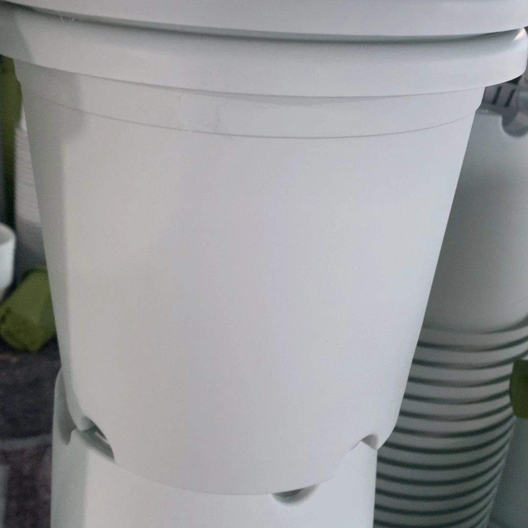 红陶芒*喂10个25口奶白无托