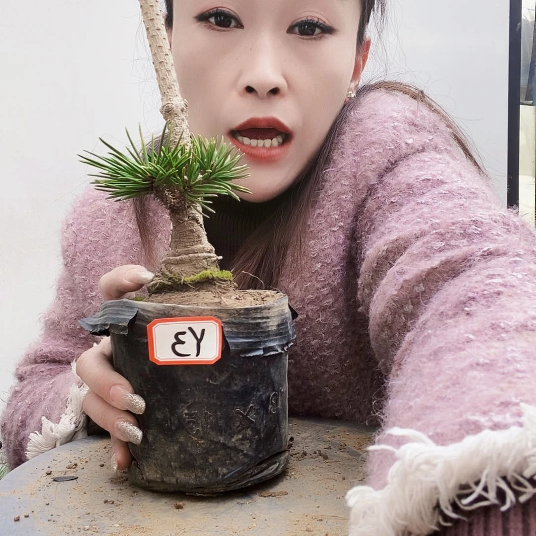 植物形态多年生草本