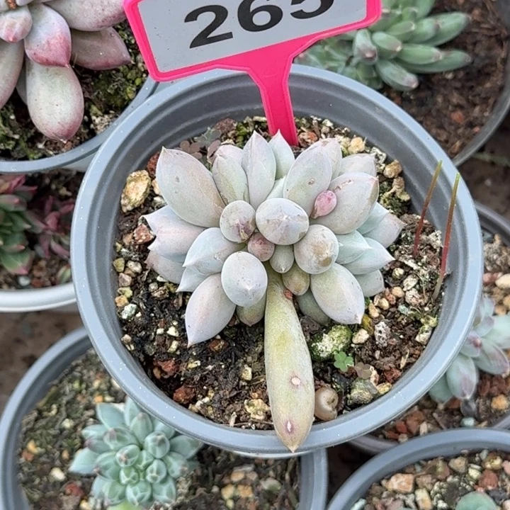 多肉植物海豚体哥特265