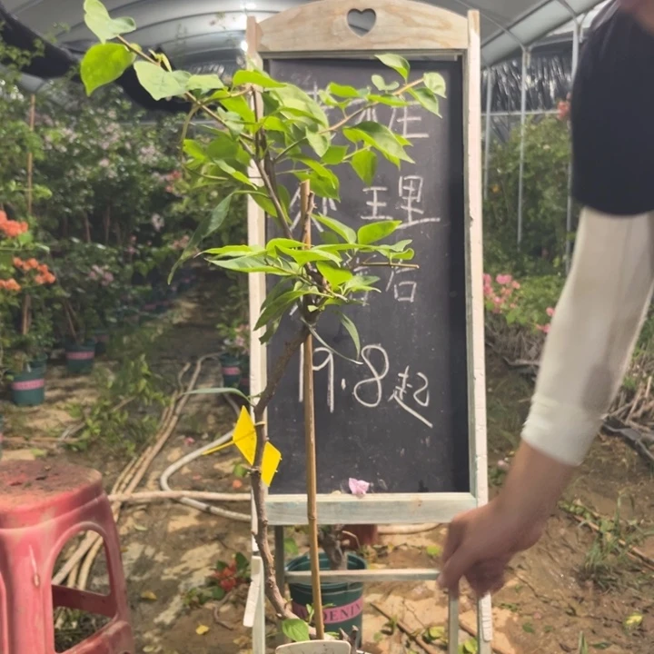 无花朵三角梅三角梅1353