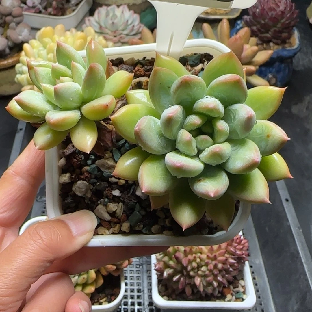 多肉植物0875………..