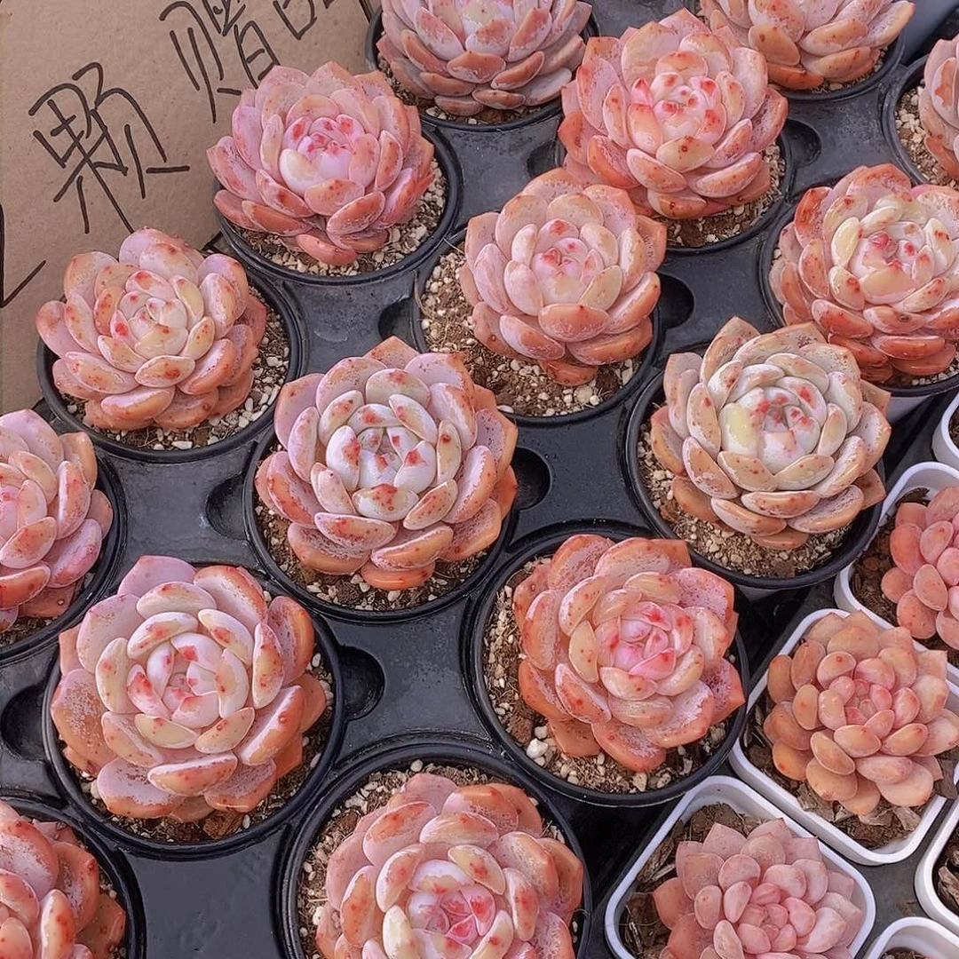 0206-福利草莓橙单头两颗 瑕疵慎拍