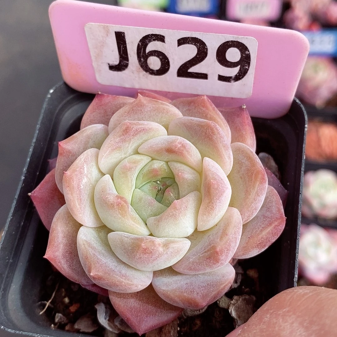 粉魄6cm多肉植物