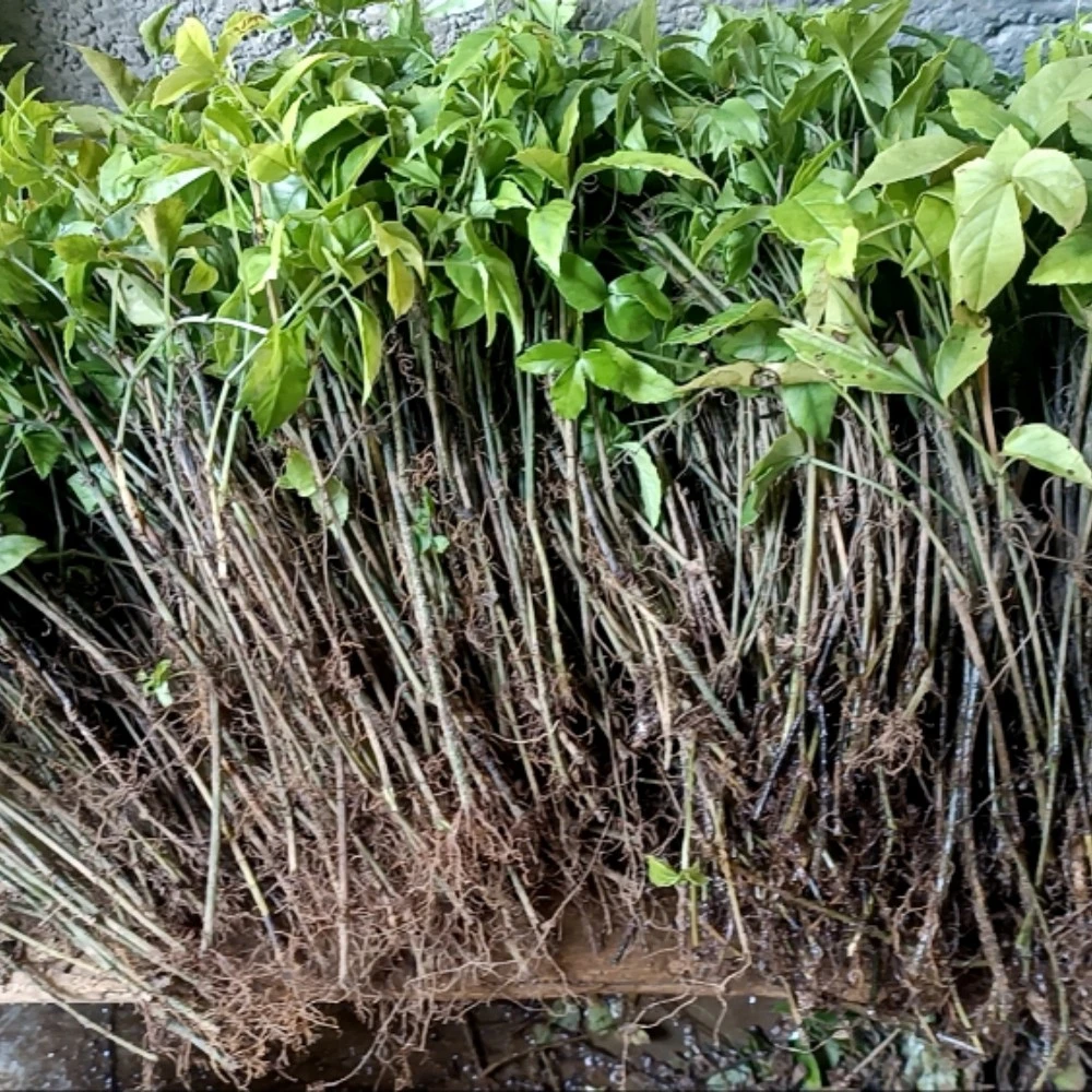 小叶紫藤三叶青扦插苗 金吊葫芦苗 苗长20-40公分 100棵起发货