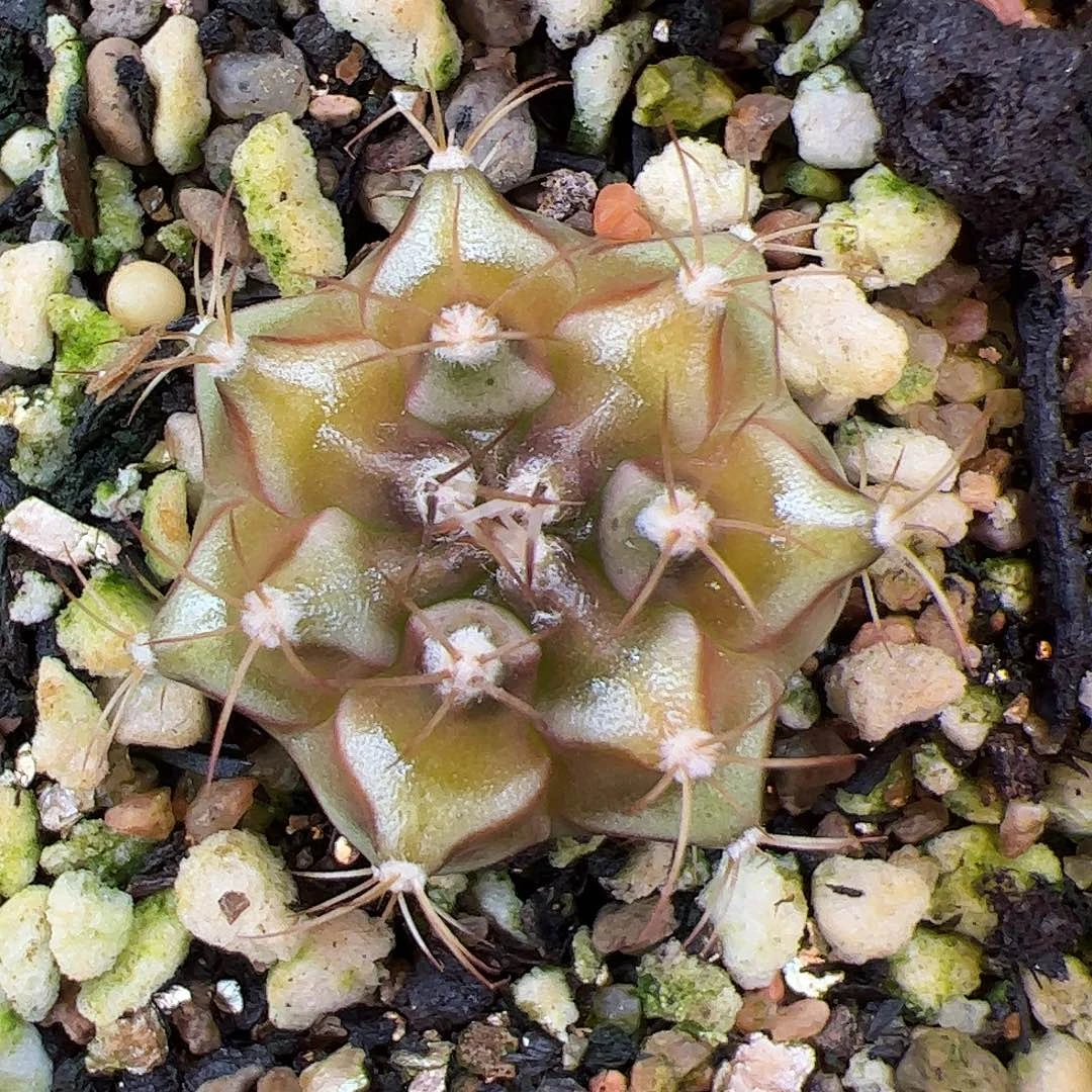 当前无花朵，栽培后可花朵