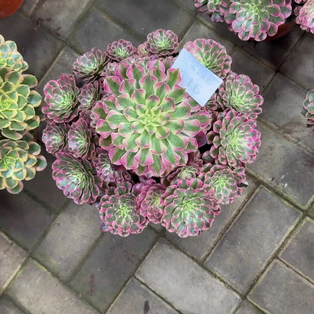 一***妈多肉植物616红桐柏