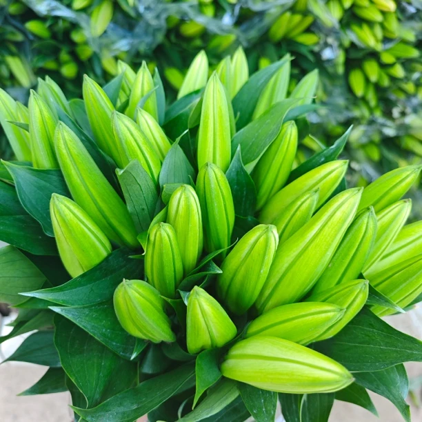 随机颜色瑕疵香水百合鲜花家庭用花水养花云南昆明基地直发