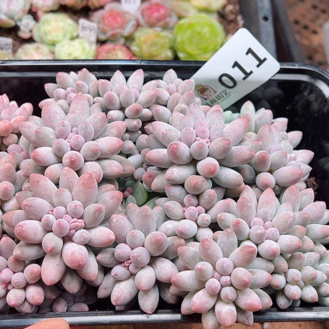 多肉植物多肉植物