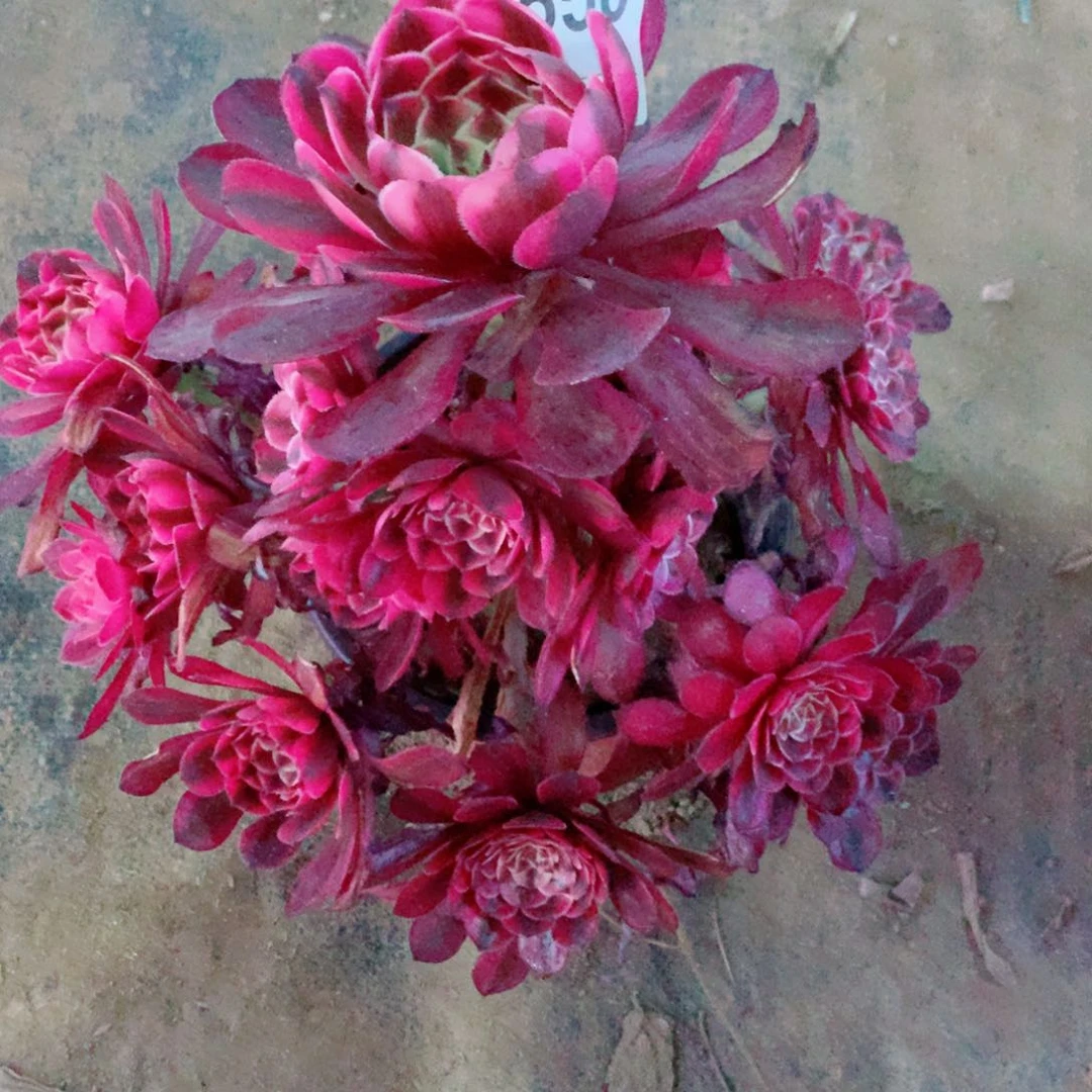 老**的白月光法师多肉550