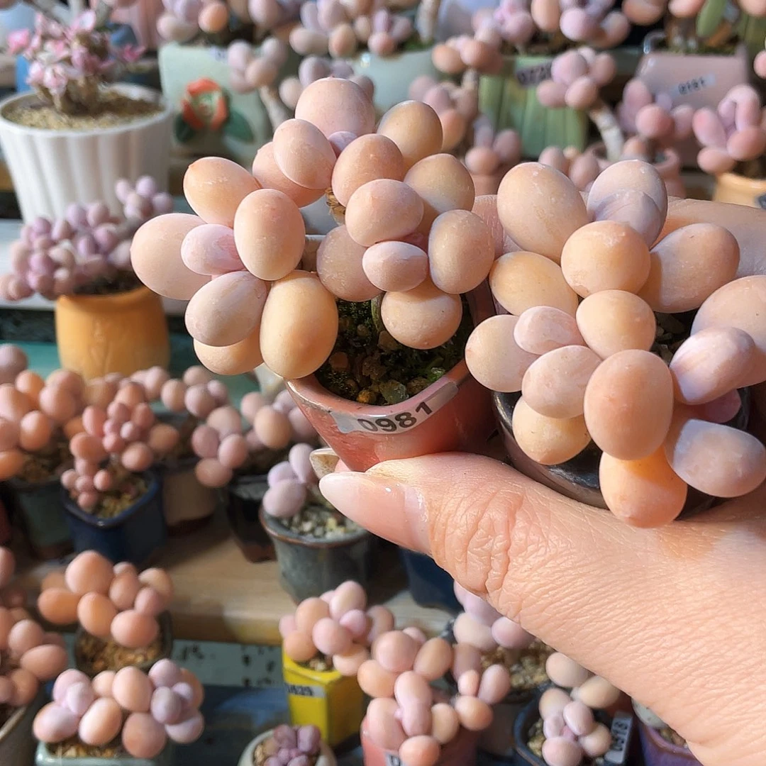 戦***️多肉植物的生长发育和生长