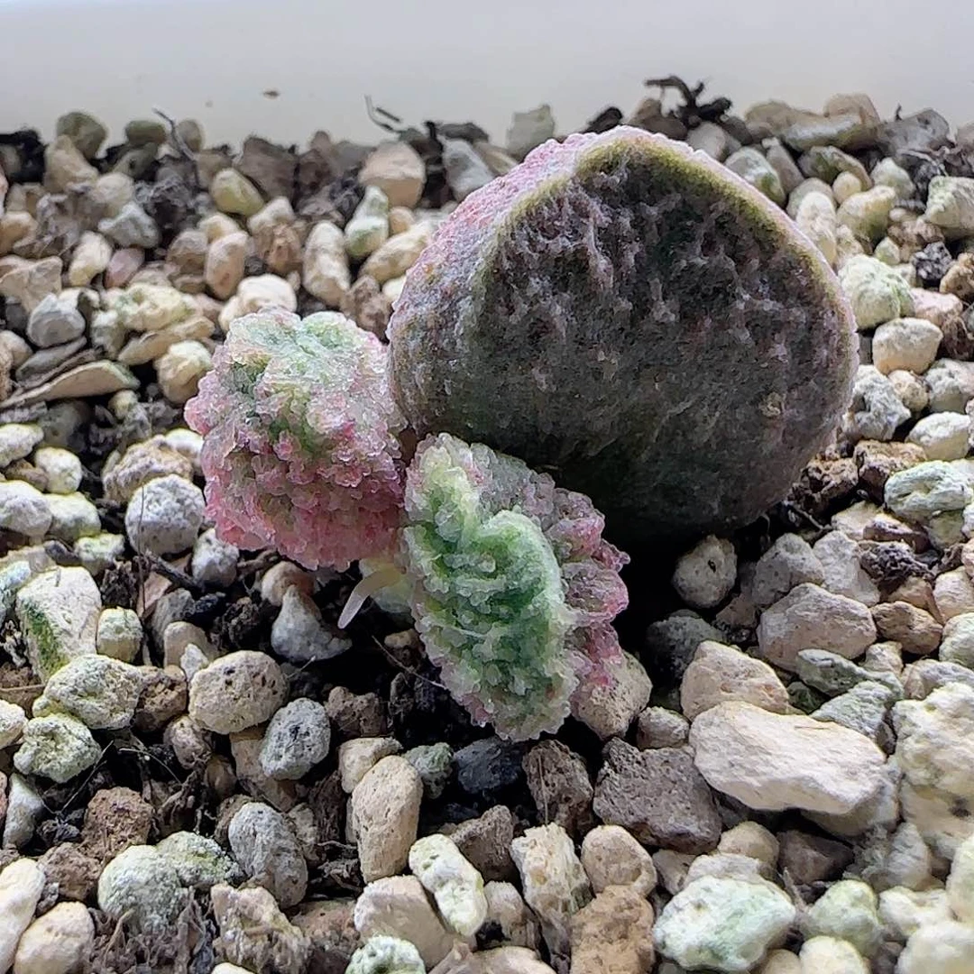 特选实生，嫩粉色。