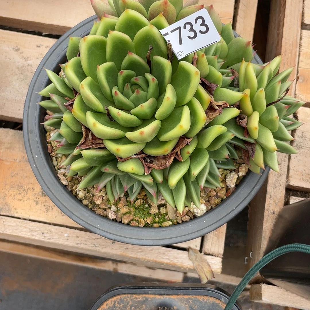 若如东云单拍F733