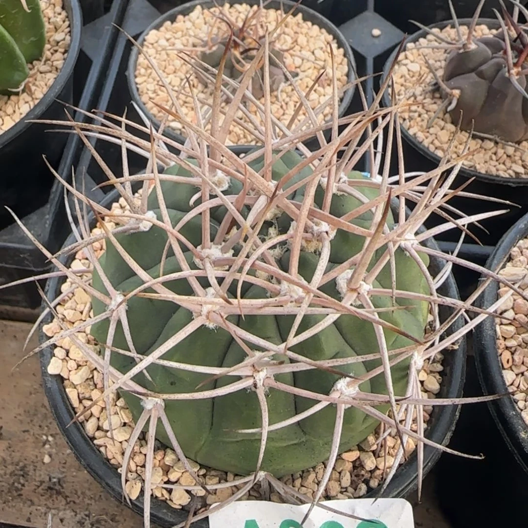 欧系摩天龙 实生仙人球302