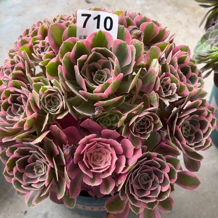 710妖月22厘米半木质