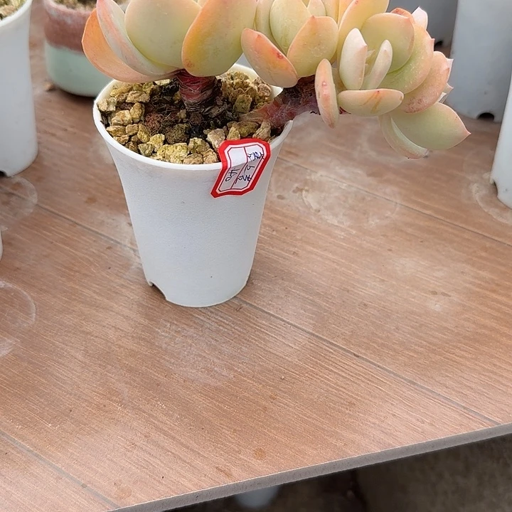 善***人白凤多肉植物一颗