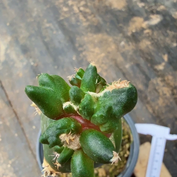 锋***刃无花朵701外星榴尤怒涛牡丹东一