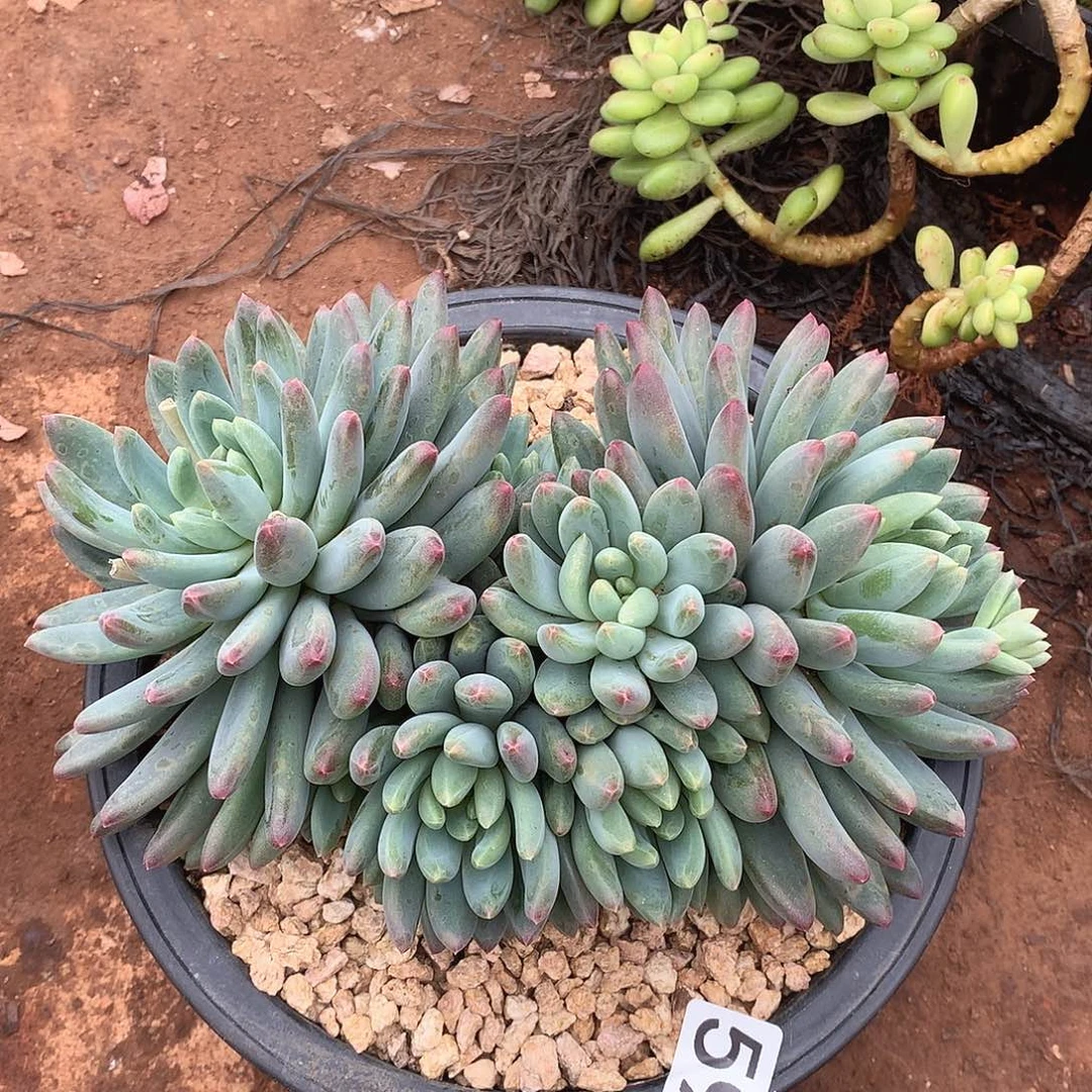 594烟火美人一物一拍多肉