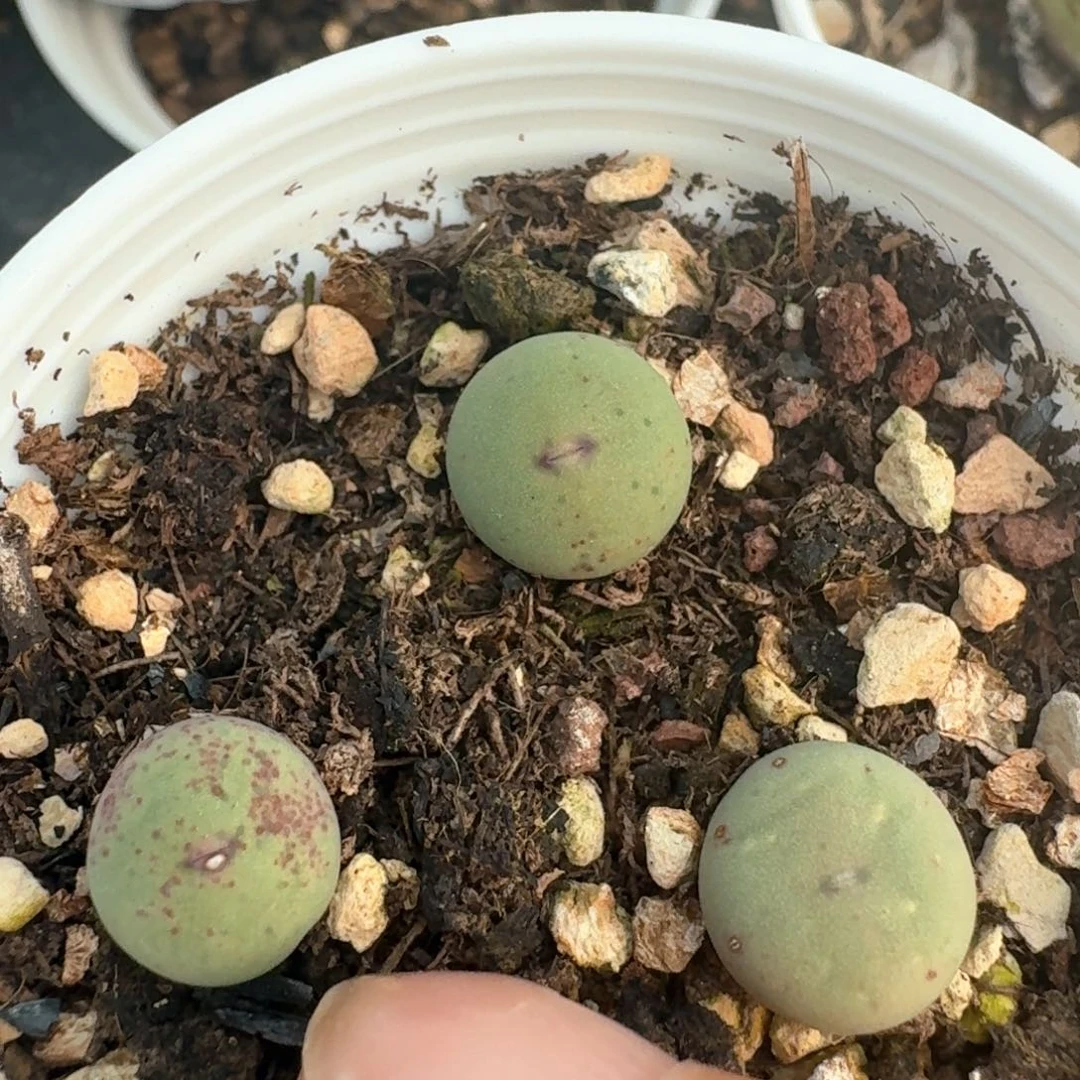 103带盆土发货鸽子蛋