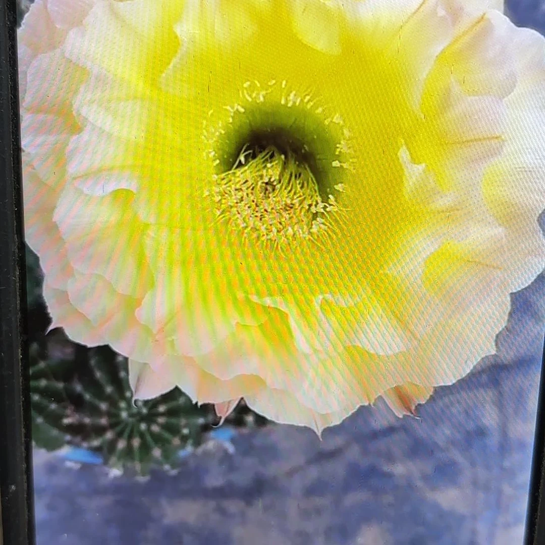 哦天堂彩侧牙20包邮仙人球44