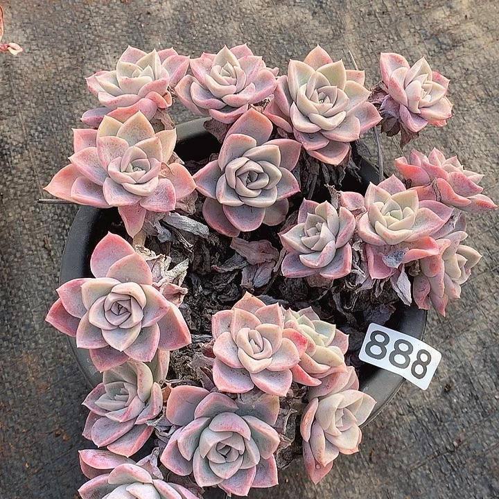 888哈利一物一拍多肉