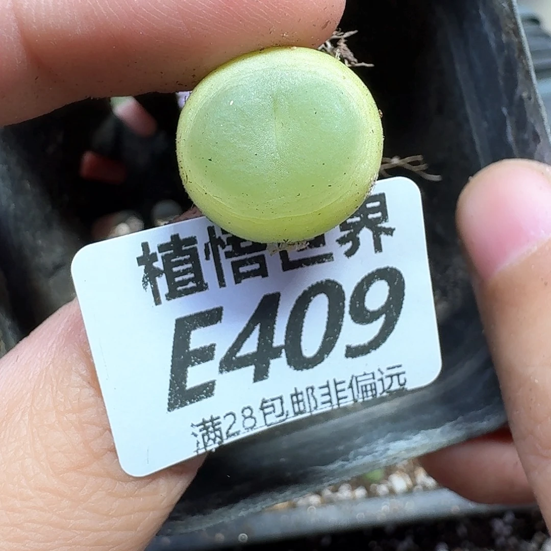 多肉植物的人生rgg