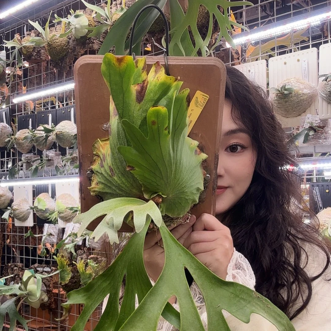 无花朵wanna侏儒菲律宾皇冠