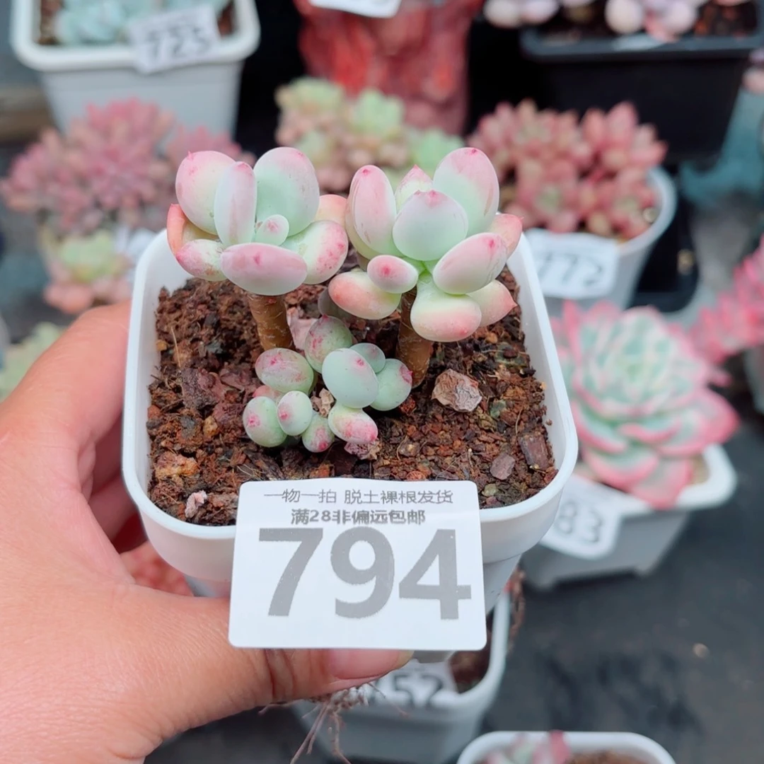 苹果奶老桩多肉多