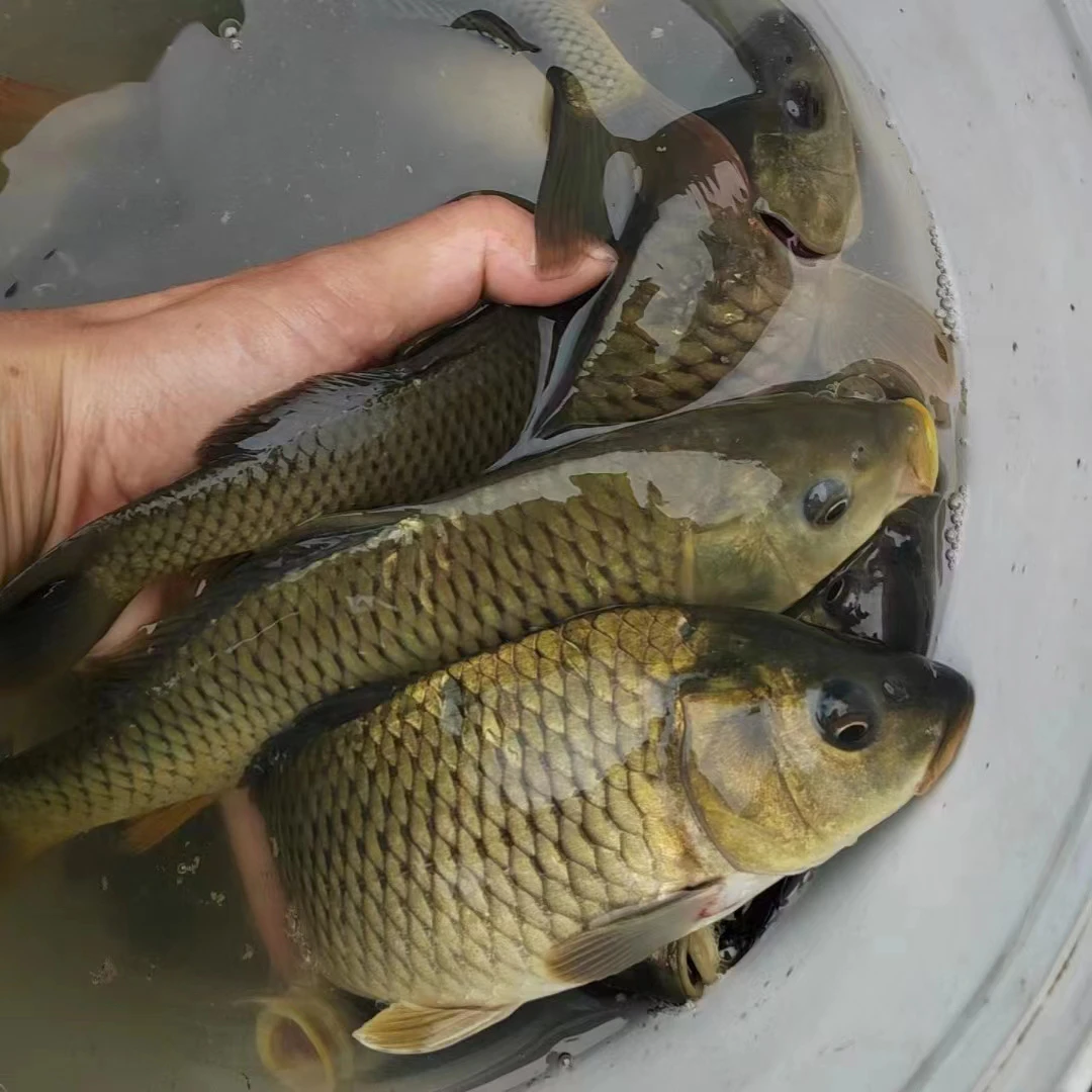 稻田鱼稻花香鱼香料包邮