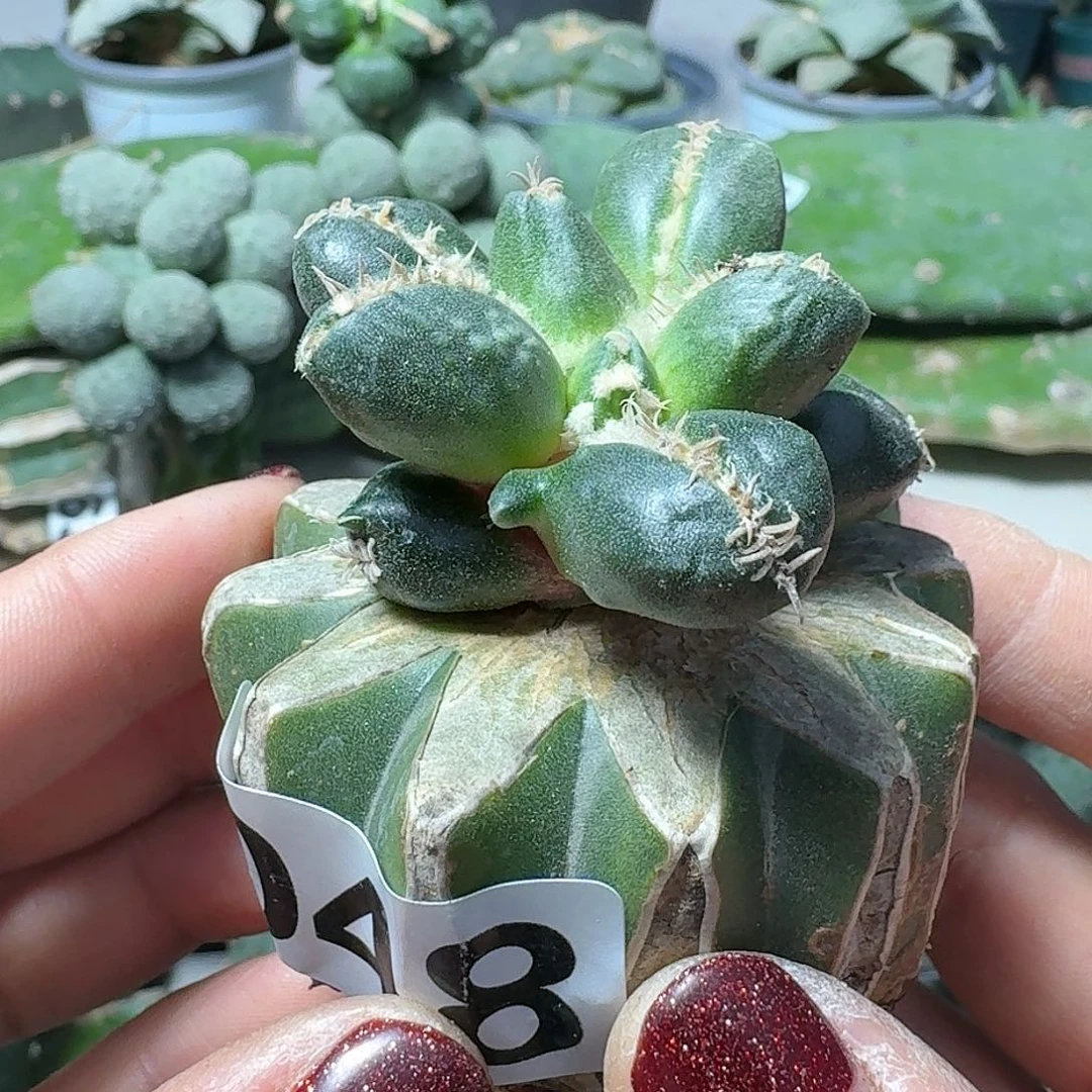【闪购商品】无花朵开****人拇指蛋尤048