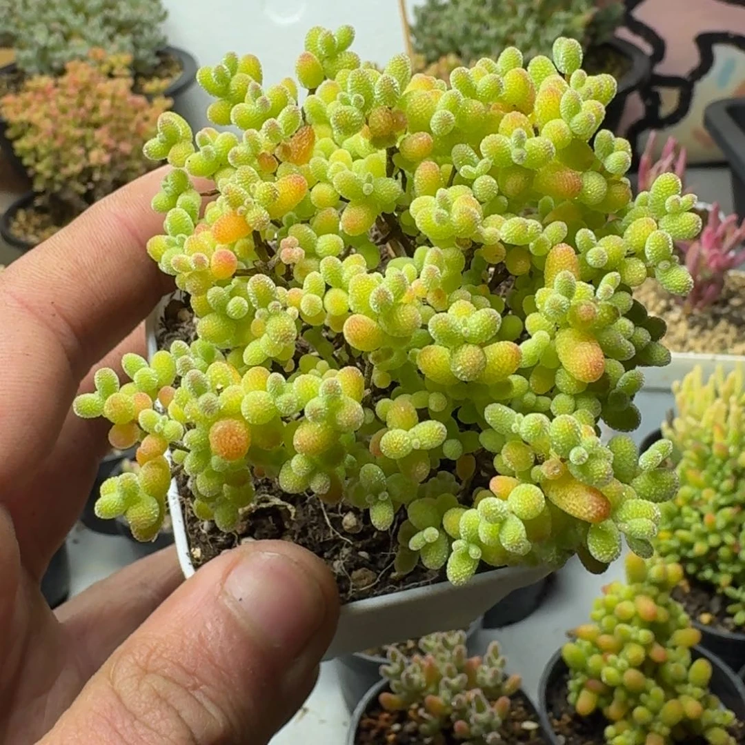 ღ*媛多肉植物枝干番杏