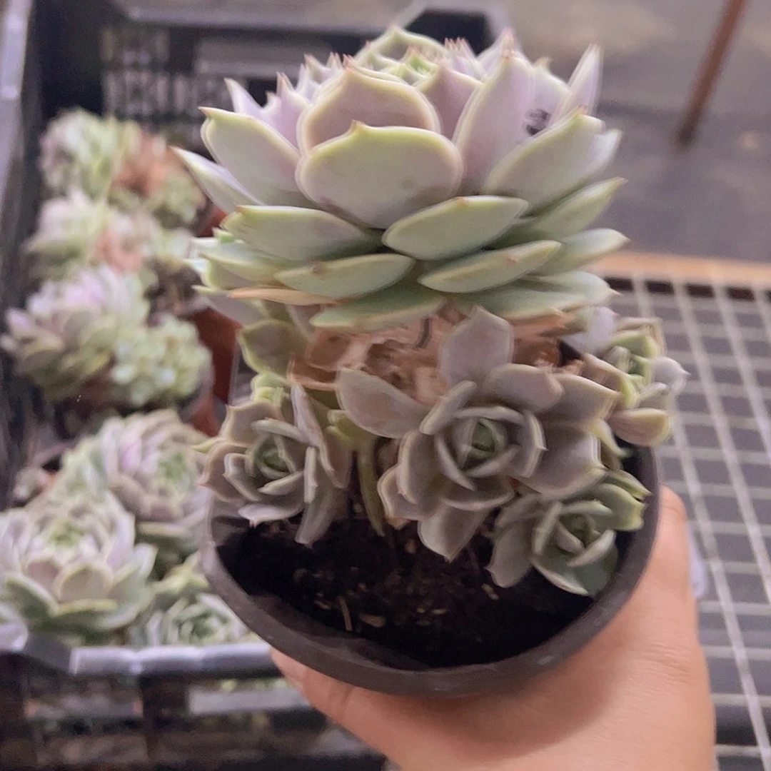 露娜莲大单头带仔，120杯