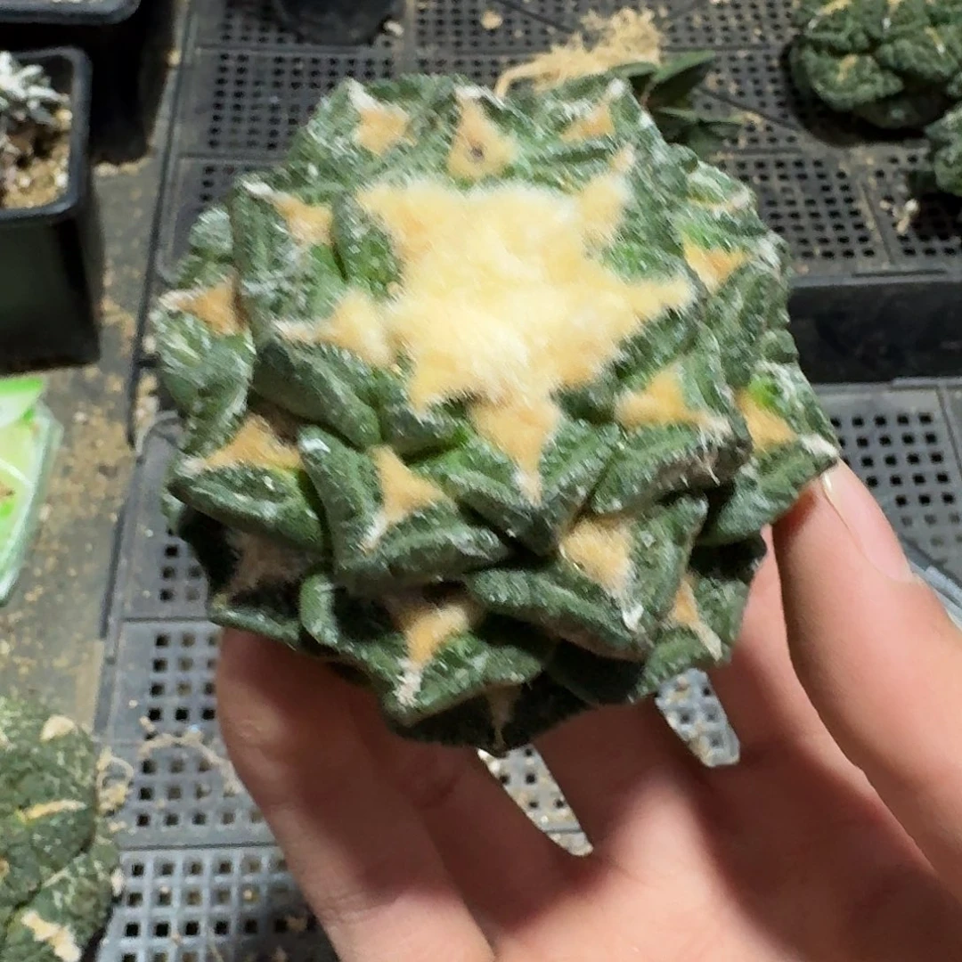 801号仙人球有根了