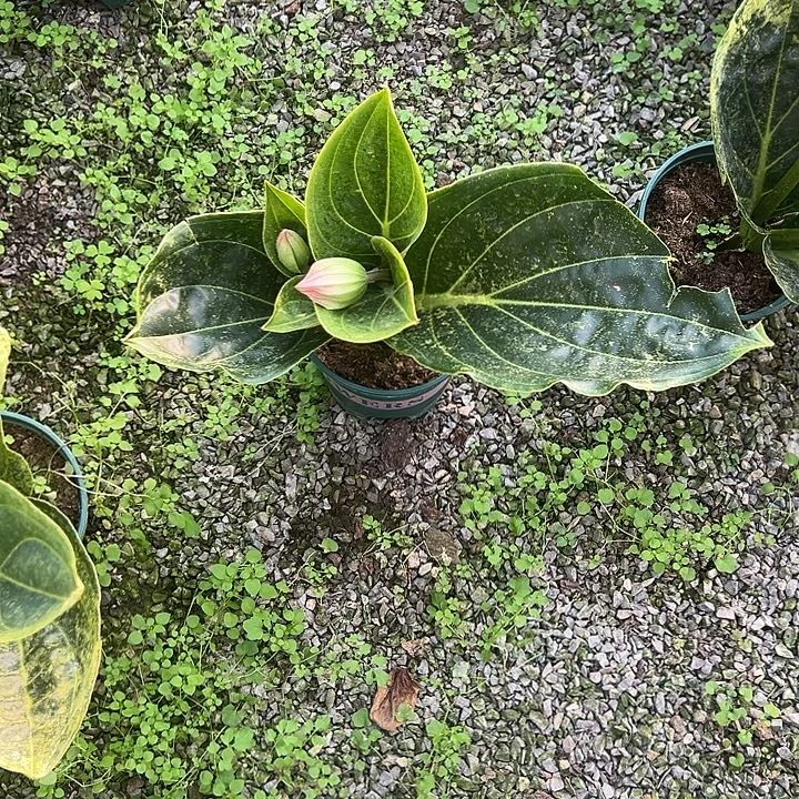 七***忆无花朵荷兰进口宝莲灯