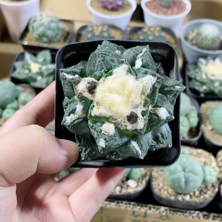 091牡丹仙人球植物