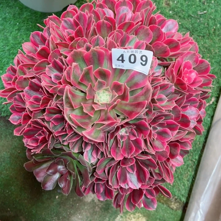 无花朵409女妖法师