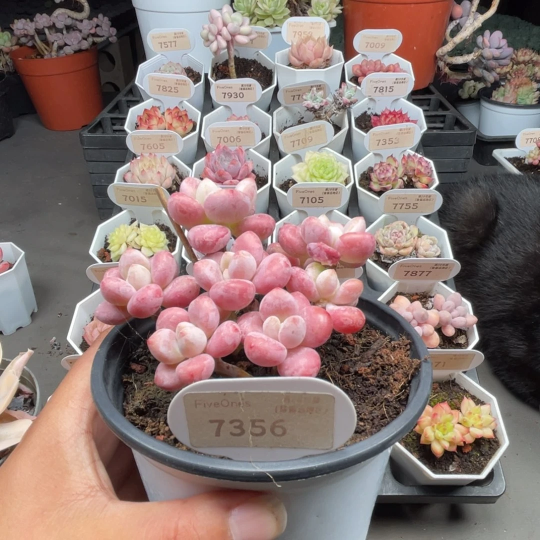 7356樱花洛神 5.0厘米