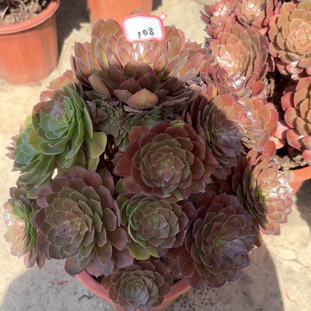 全部花朵108万灰多肉植物