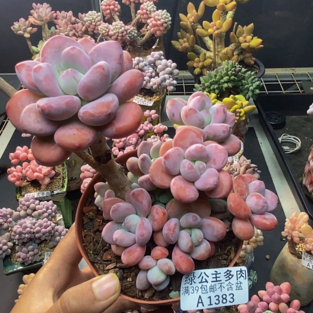 383樱花洛神多肉11c m